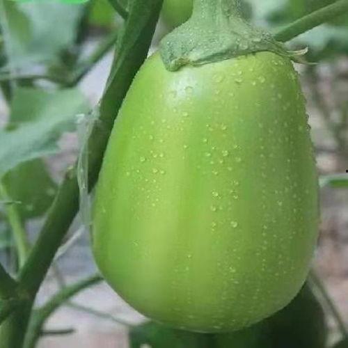 专心吃圆瓜,圆瓜中的甜蜜时光