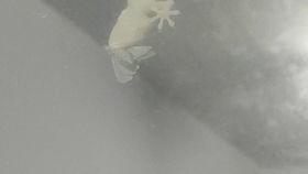 扑棱蛾子吃瓜,一场生态与美食的邂逅