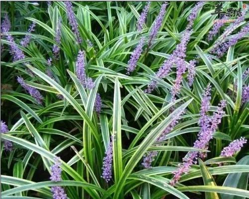 麦冬吃瓜,探寻麦冬与瓜果的奇妙搭配