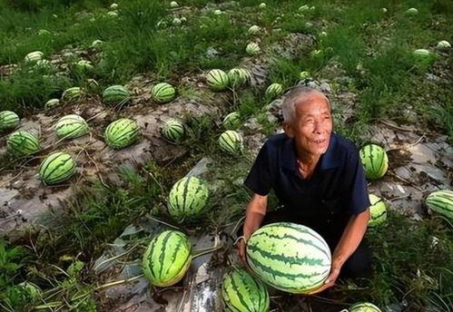 去河南吃瓜,探寻瓜果飘香的舌尖盛宴