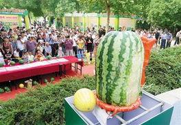 吃瓜霸西瓜视频,揭秘瓜界热门事件，带你畅游瓜界风云