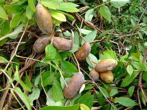 八月瓜吃瓜大赛,挑战极限的吃瓜大赛盛况回顾