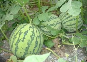 本山种瓜吃瓜,传承农耕智慧，共享丰收喜悦