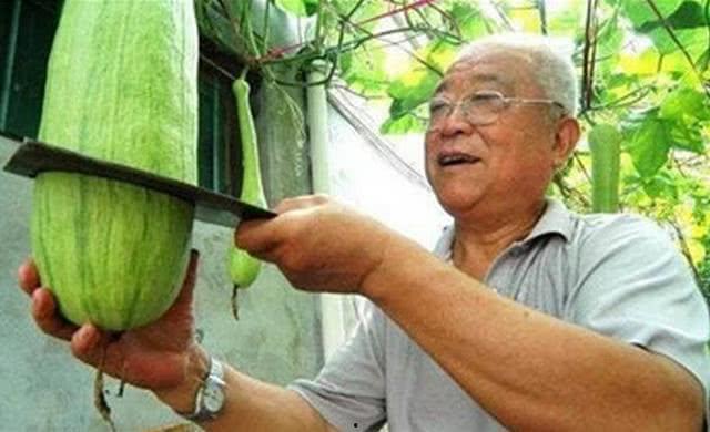 砍奇瓜怎么吃,砍奇瓜的多样食法探索