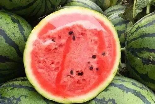 吃瓜吃到牙掉,吃瓜吃到牙掉，揭秘疯狂吃瓜背后的故事