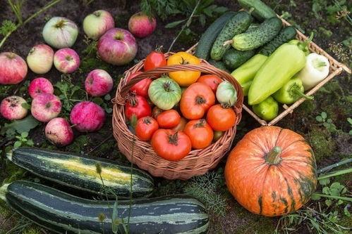 五莹草吃瓜,探寻古老草本与夏日清凉的完美邂逅