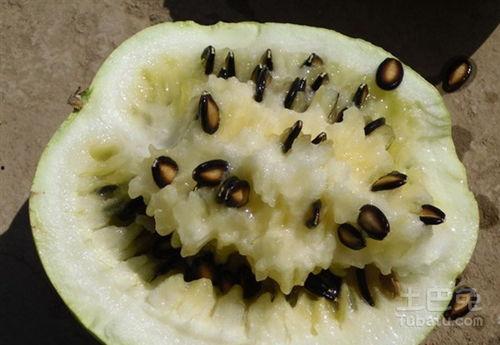 籽瓜吃籽吗,吃籽还是弃籽？