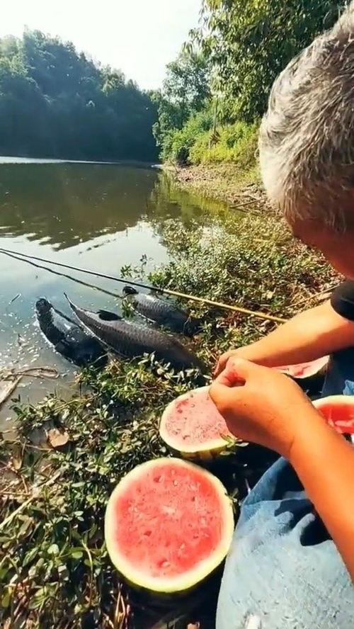大爷在桥上吃瓜