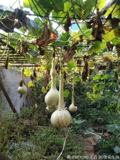 真实神奇吃瓜视频,视频背后的惊人真相