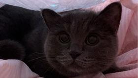 带你吃瓜之猫咪手办,带你领略“带你吃瓜之猫咪手办”的独特魅力