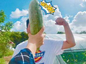 拖米吃瓜天赐,揭秘天赐背后的故事与真相