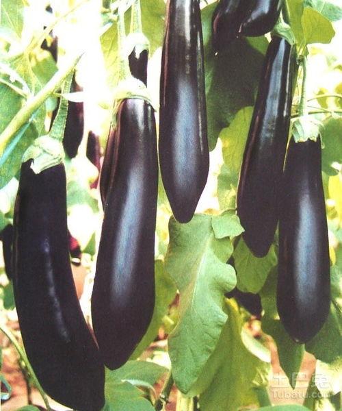 茄瓜可以吃吗,美味与营养并存的蔬菜，你真的可以放心食用吗？