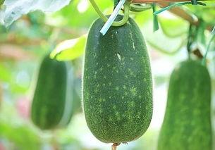 种瓜额吃瓜歌曲,揭秘“种瓜吃瓜”歌曲背后的故事