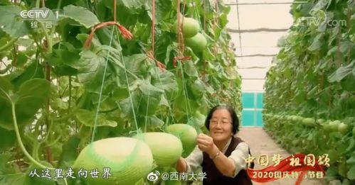 自由吃瓜基地组长是谁,组长身份大起底