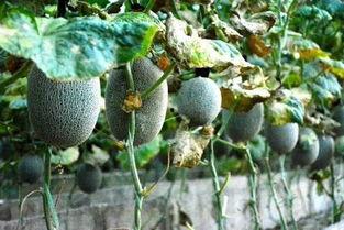 土哥吃瓜,揭秘娱乐圈那些不为人知的幕后故事