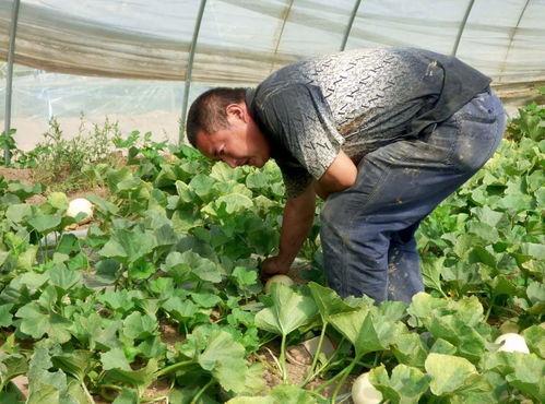 鱼塘里吃瓜,一场别开生面的夏日盛宴