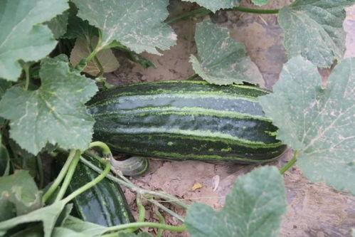 农村经常吃的瓜是什么瓜,常见瓜类盘点