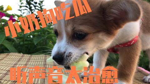 吃瓜狗的视频全集,揭秘娱乐圈幕后真相的惊心动魄之旅