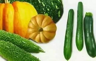 枫叶吃瓜,吃瓜群众乐翻天