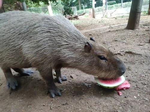小动物吃瓜吃果,小动物的美食之旅