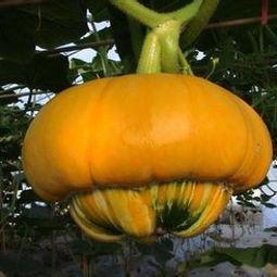 香炉瓜可以吃么,美味可口的天然食材，你了解多少？