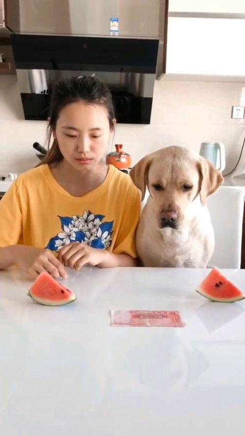 豚哥吃瓜比赛视频,一场视觉与味觉的双重盛宴