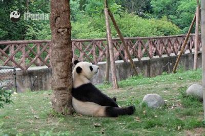 熊猫围观吃瓜视频