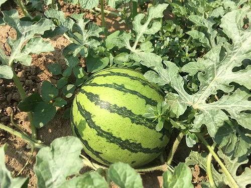 明侦吃瓜,揭秘明星背后的真实故事