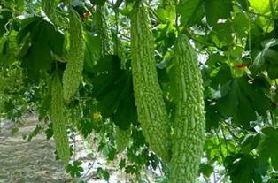 南通小智吃瓜,揭秘吃瓜界的风云人物