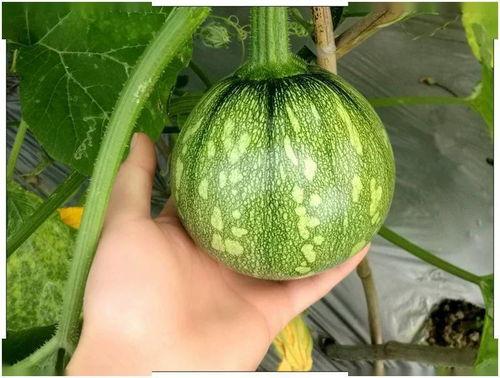 陕北小吊瓜几月吃,夏季消暑佳品，七月成熟尽享甘甜