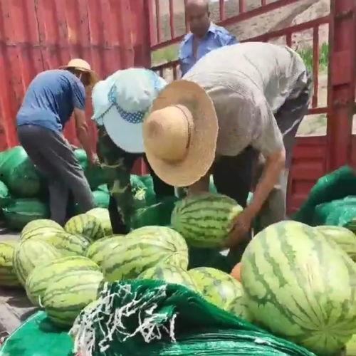 甘肃农民吃蜜瓜