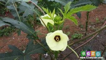 湘潭药草园吃瓜,夏日消暑吃瓜，体验田园野趣