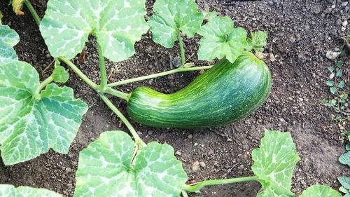 瓠瓜瓠瓜咋吃,多样美味烹饪法大揭秘