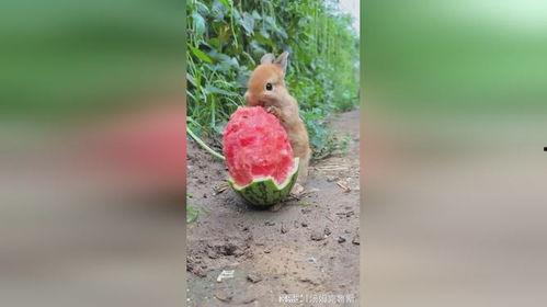 吃大瓜的兔子图片