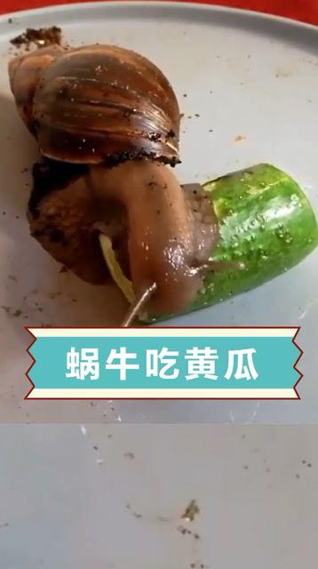 蜗牛可以吃瓜吗,揭秘蜗牛能否享用瓜果美味