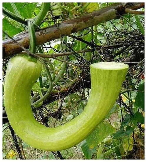 吃瓜头像寓意,揭秘吃瓜头像的深层寓意