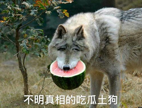 吃瓜狼推理馆优惠,解锁神秘案件，尽享推理盛宴