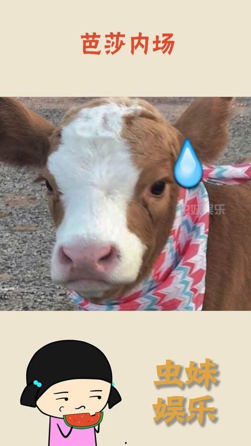 抖音吃瓜赛道,揭秘热门事件背后的真相与笑料