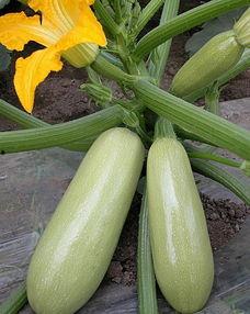 松瓜可以直接吃吗,营养美味两不误