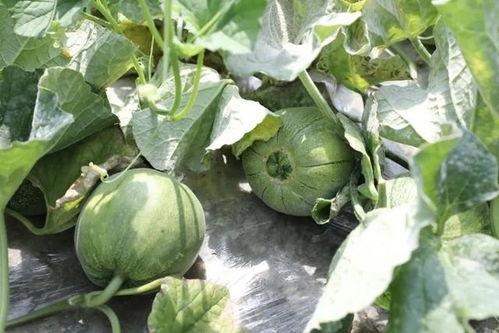 瓜在哪里吃,品味生活——探寻瓜在哪里吃的奇妙之旅