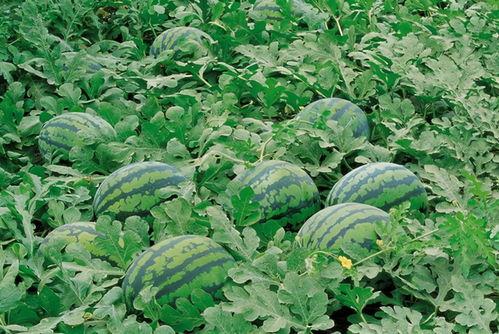 黑龙江大学吃瓜群,校园生活趣味横生