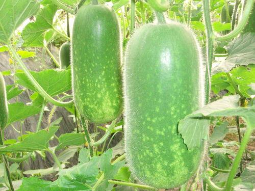 砀山大静静吃瓜事件,一场网络热议的瓜田奇谈