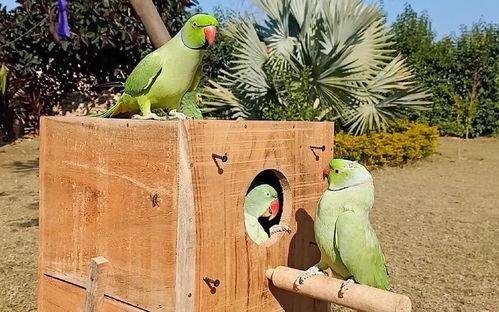 什么鸟吃瓜叶,揭秘吃瓜叶的鸟类之谜