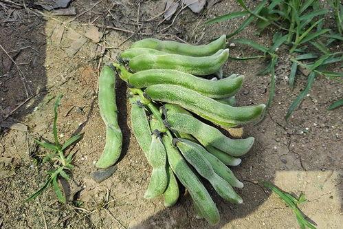 南墙吃瓜,揭秘娱乐圈的幕后故事