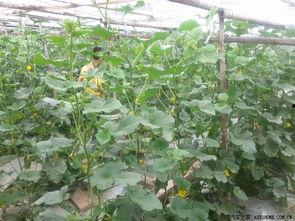 青县吃瓜视频,揭秘当地特色美食与风土人情