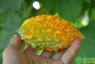 癞头瓜怎么吃,解锁美味新体验