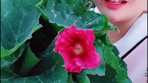 梦到摘瓜叶子吃,揭秘摘瓜叶子吃的神秘寓意