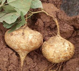 梦见吃烤土瓜,探寻烤土瓜背后的神秘寓意