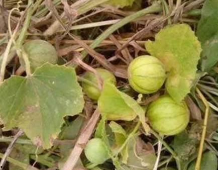 马泡瓜可以吃嘛怎么吃