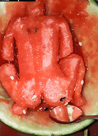 吃瓜动图gif图片,吃瓜群众的欢乐瞬间